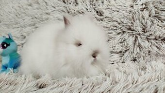Zakrslý králík, králíček -(TEDDY)-HERBERT