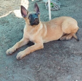 🐾 Axel – Malinois s PP, světlý nebojsa hledá parťáka 🐾