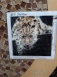 Obrázek z plastových kamínků - leopard