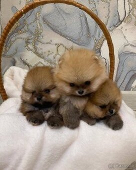 Pomeranian mini