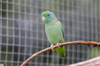 Papoušíček brýlatý