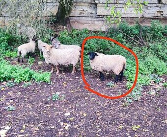 Ovce suffolk plemenná rok 23