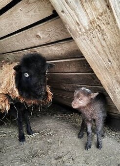 Quessantské ovečky