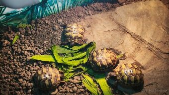 Želva zelenavá Testudo Hermanni