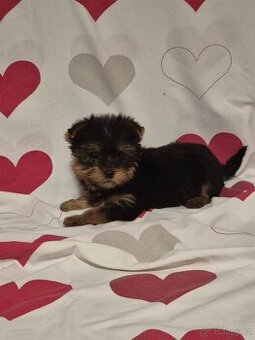 Jorkšírský teriér