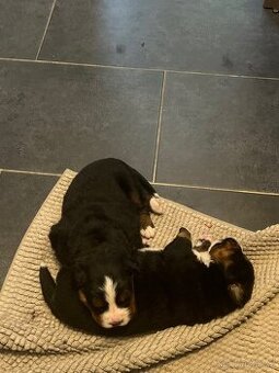 Bernský salašnický pes - štěňátka