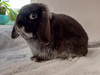 Volný Sameček - Anglický Zakrslý Beránek MiniLop🍑🧡🤍