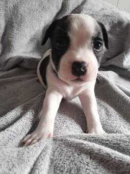 Stafordšírsky bulterier