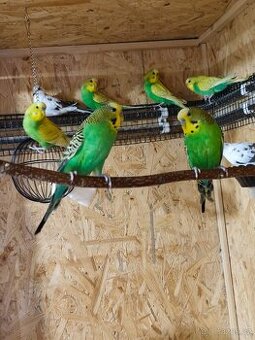 Andulky k prodeji - 1