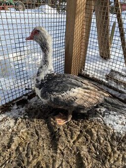 Prodám krásné 2 kačery