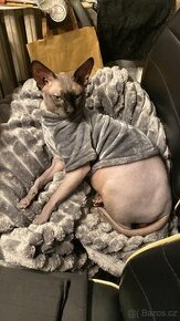 Kocour ke krytí Sphynx kanadský