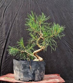Pre- Bonsai : Pinus sylvestris 3