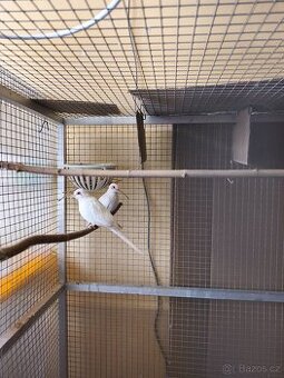 Holoubek diamantový