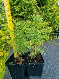 Borovice přímořská - Pinus pinaster - původ semen ČR
