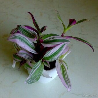 Voděnka Tradescantia fluminensis Nanouk - zakořeněné řízky