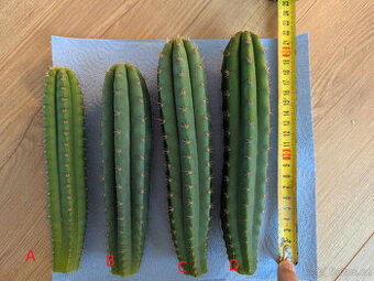 San Pedro