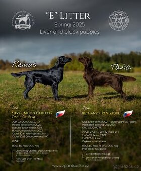 Flat coated retriever - štěňátka s PP se zajímavým rodokmene
