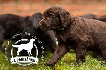 Flat coated retriever - štěňátka s PP se zajímavým rodokmene