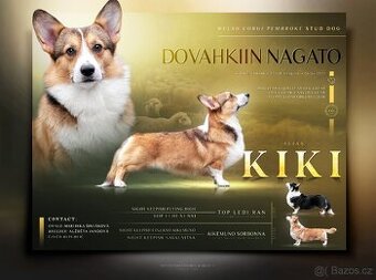 Welsh corgi Pembroke krytí
