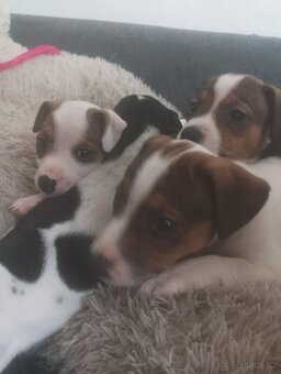 Jack Russel štěňátka