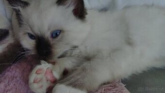 Ragdoll