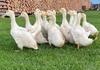 Kachny pekingské
