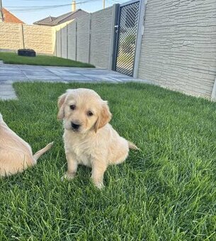 Zlatý retrívr / retriever