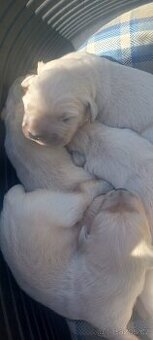 Labradorsky retrievr