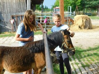 Pony valach