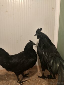 Ayam Cemani kohout
