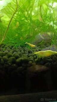 Krevetky neocaridina (yellow neon stripe)