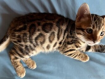 Bengálská koťata