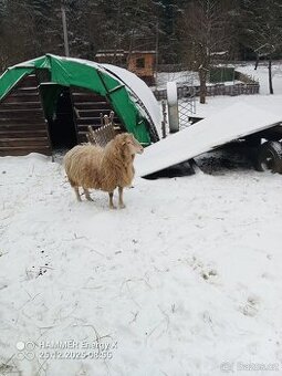 Beran Šumavská ovce