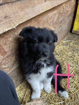 štěnata border kolie bez PP