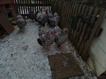 Wyandotka velká stříbrná černé lemovana