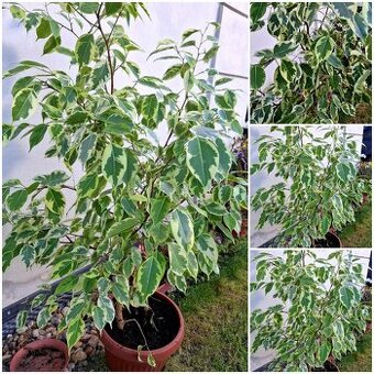 Ficus, Ficus Benjamin, pokojové rostliny, Fikus Benjamin