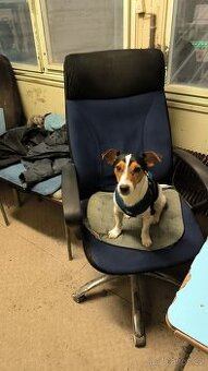 Jack Russell teriér