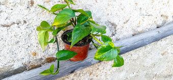 Domácí liána - POTHOS - - viz text a foto