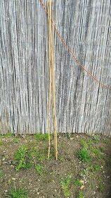 bambusove tyče 180 cm větši množstvi - 1