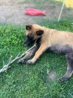 Belgický ovčák malinois