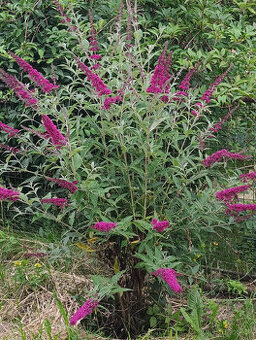 sazenice MOTÝLÍ keř (Buddlea, Komule Davidova) - fota