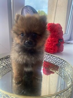 Pomeranian bez pp