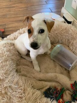 Jack Russell teriér