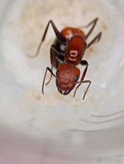 Mravenec nikobarský (Camponotus nicobarensis) - 1