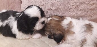 Shih-tzu krásná štěňátka,
