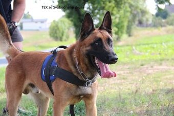 Prodám štěněta BO Malinois s PP - 1