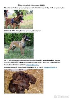 Belgický ovčák  Malinois  štěňata s PP