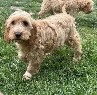 Cockapoo - 1
