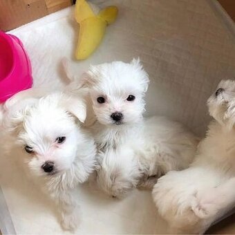 Maltipoo - 1