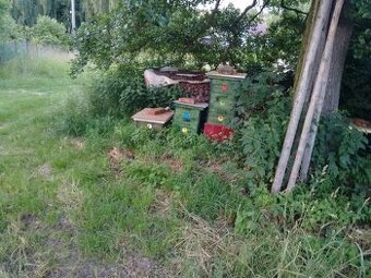 Prodám včelstva optimal 42x17 a Čechoslovák 37x30